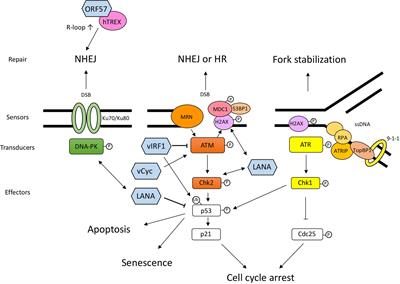 Interplay Between KSHV and the Host DNA Damage Response